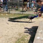 peacock - Copy