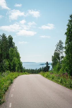 An empty road in the middle of the woods
