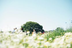 a group of people walking through a field of flowers